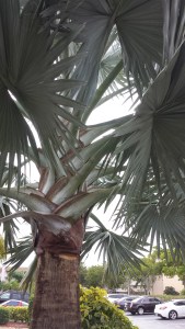 Lovely palm