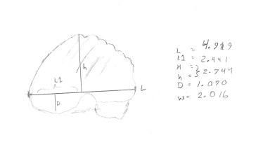 Fractinus palmorem 1