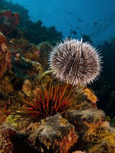 Tripneustes ventricosus (West Indian Sea Egg-top) and Echinometra viridis (Reef Urchin - bottom). Nick Hobgood CC BY-SA 3.0