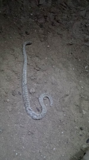 It's an 'S' for 'hisssssssssss'