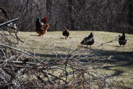 Our chickens. Maybe a little blurry, but look at the composition. He framed them with twigs from the burn pile.