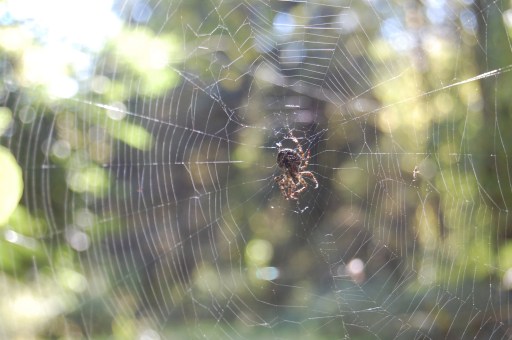 Hope no one walks through my web today.