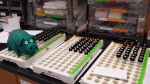 Hogsworth is pleased with the samples that are ready to run.