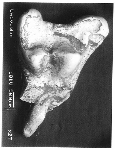 Acmeodon secans UW 28730 Incomplete RM1 from V-90057